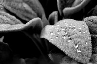 IMG_0002.4.BW copy