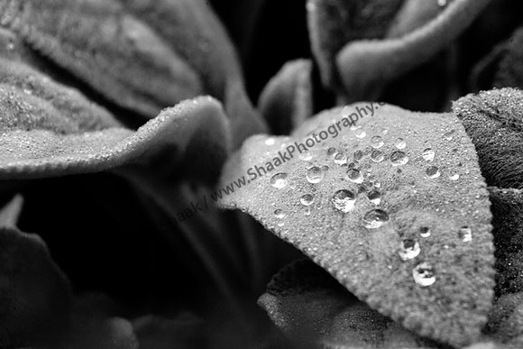 IMG_0002.4.BW copy