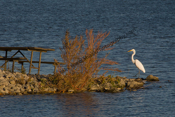 IMG_1335.3 copy