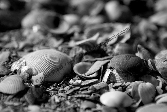 IMG_3326.BW copy