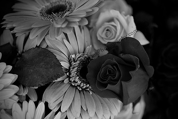 IMG_5030.6.2013.BW copy