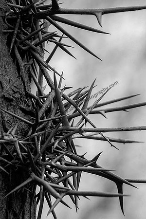 IMG_2390.6.2013 copy