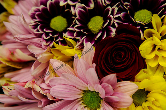 IMG_5036.6.2013 copy