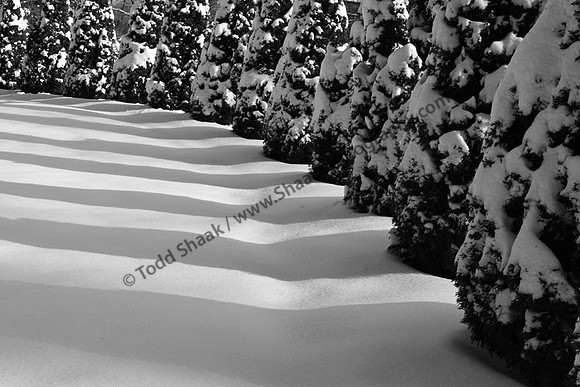 IMG_3107-BW copy