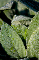 IMG_0019.4 copy