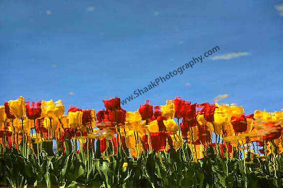 IMG_2587.6.2013.2 copy