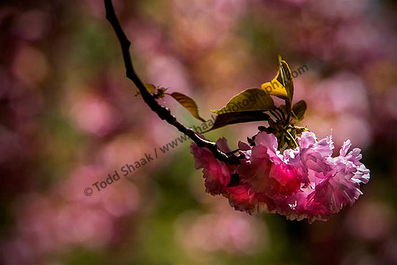 IMG_3036.6.2013 copy