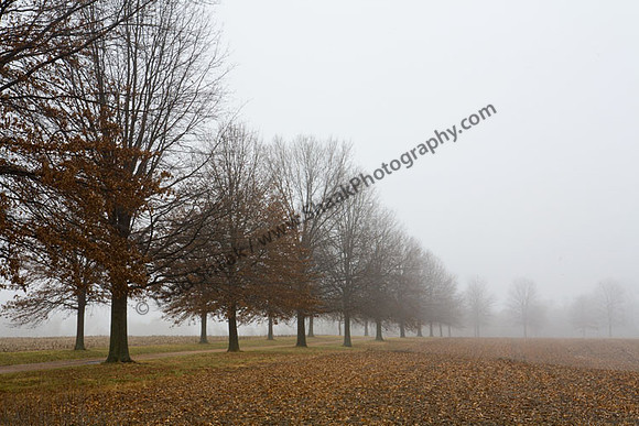 IMG_3137.4 copy