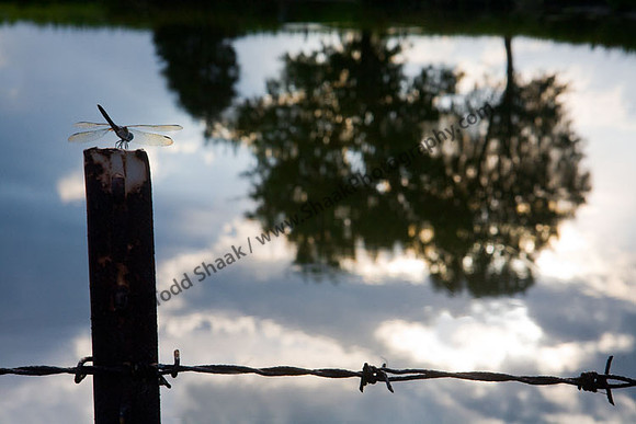 IMG_0364.3 copy