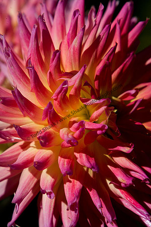 IMG_1296.5 copy