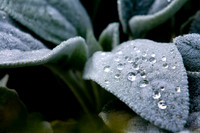 IMG_0002.4 copy