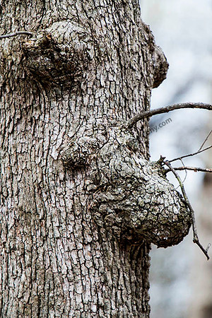 IMG_2395.6.2013 copy
