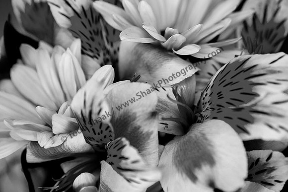 IMG_5031.6.2013.BW copy