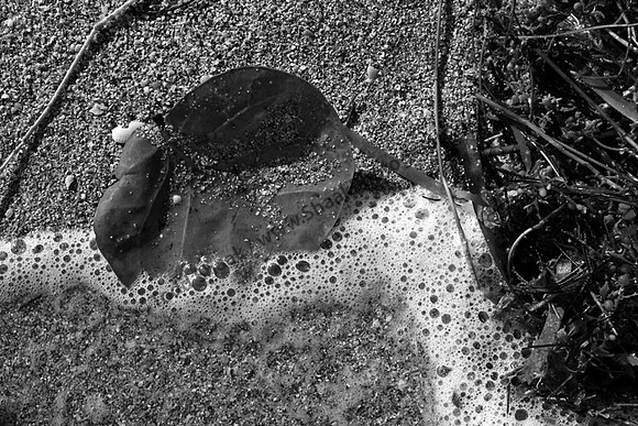 IMG_3978.3.BW copy