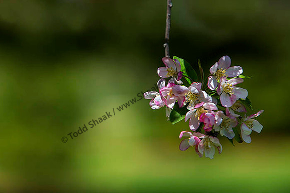IMG_2850.6.2013 copy