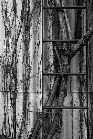 IMG_5400.4.BW copy