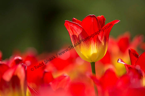 IMG_3120.6.2013 copy