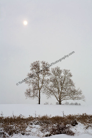 IMG_2954 copy