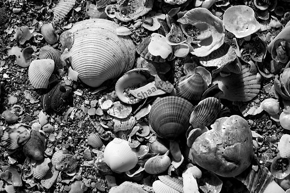 IMG_3325.BW copy