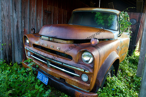 Dodge