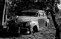 Dodge