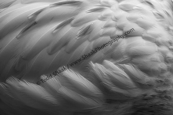IMG_5925.BW copy