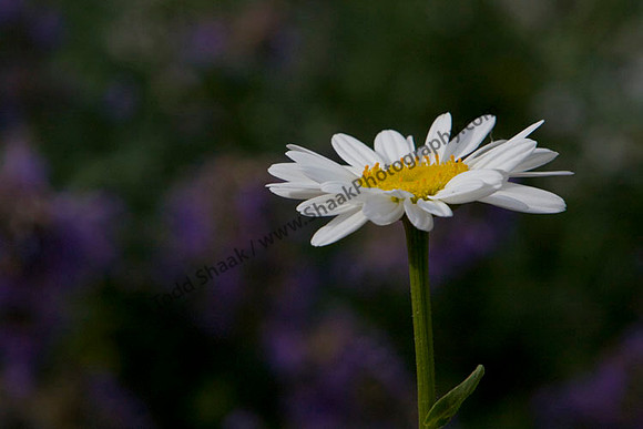 IMG_6023.2 copy