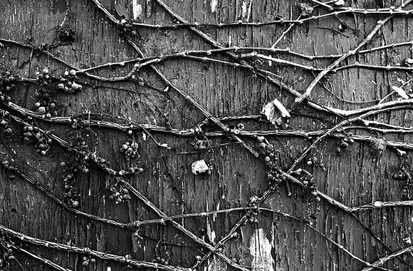IMG_2819-BW copy