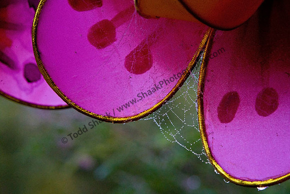 IMG_9964.4 copy