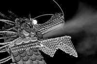 IMG_0454.4.BW copy