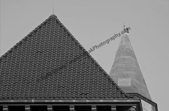 IMG_5824.4.BW copy