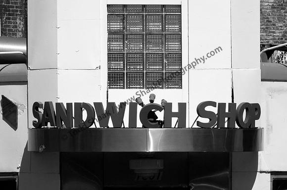 IMG_1155.3.BW copy