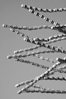 IMG_0339.4.BW copy
