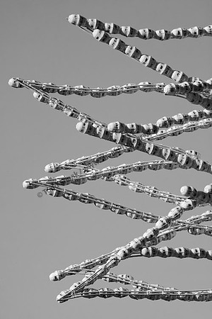 IMG_0339.4.BW copy