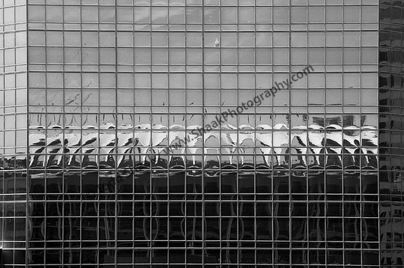 IMG_5594.3 copy