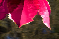 IMG_0314.4 copy