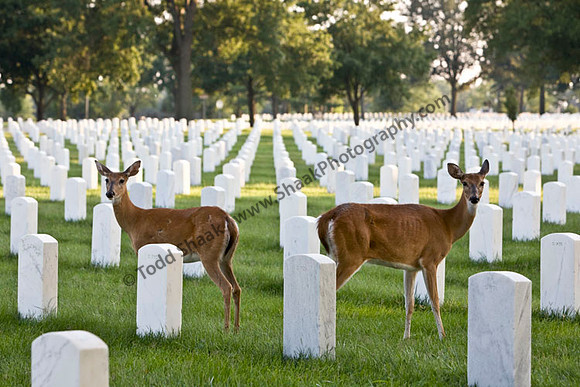 Jefferson Barracks National Cemetery