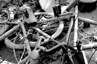 IMG_7982.3 copy