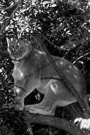 IMG_0628.3.BW copy