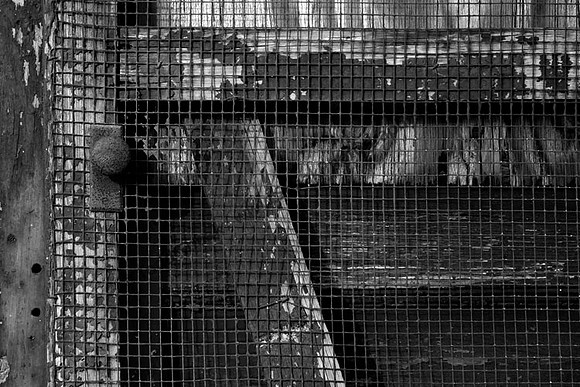 IMG_6098.BW copy