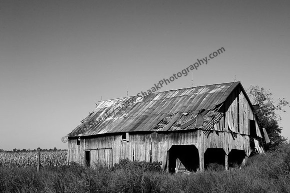 IMG_1177.BW copy