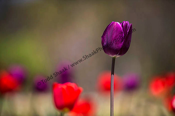 IMG_2694.6.2013 copy