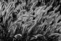 IMG_0360.4.BW copy