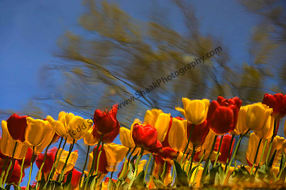 IMG_2590.6.2013.2 copy