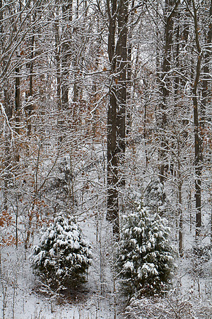 IMG_3125.2 copy