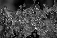 IMG_0286.4.BW copy