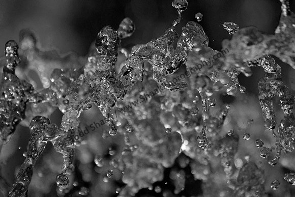 IMG_0286.4.BW copy