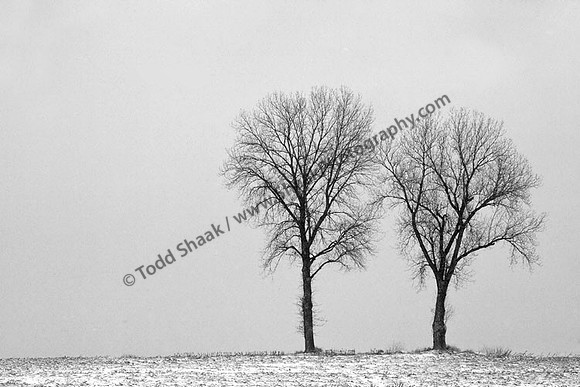 IMG_2610 copy