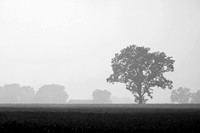 IMG_0522.BW