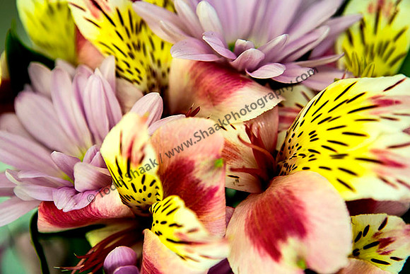IMG_5031.6.2013 copy